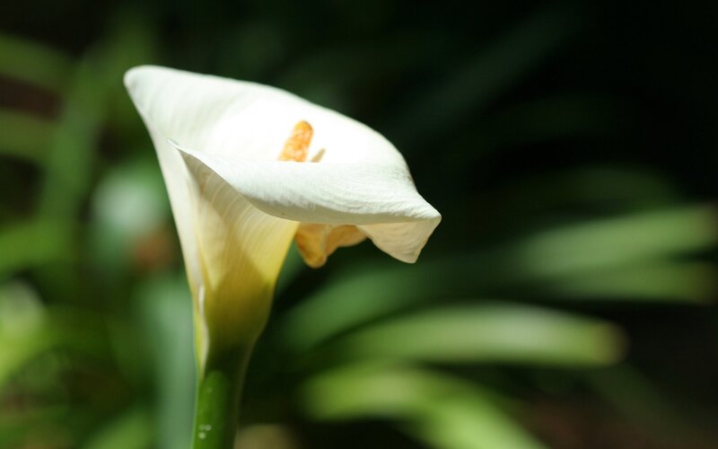 White Calla Lily Flower — Serene, Photograph, Stem