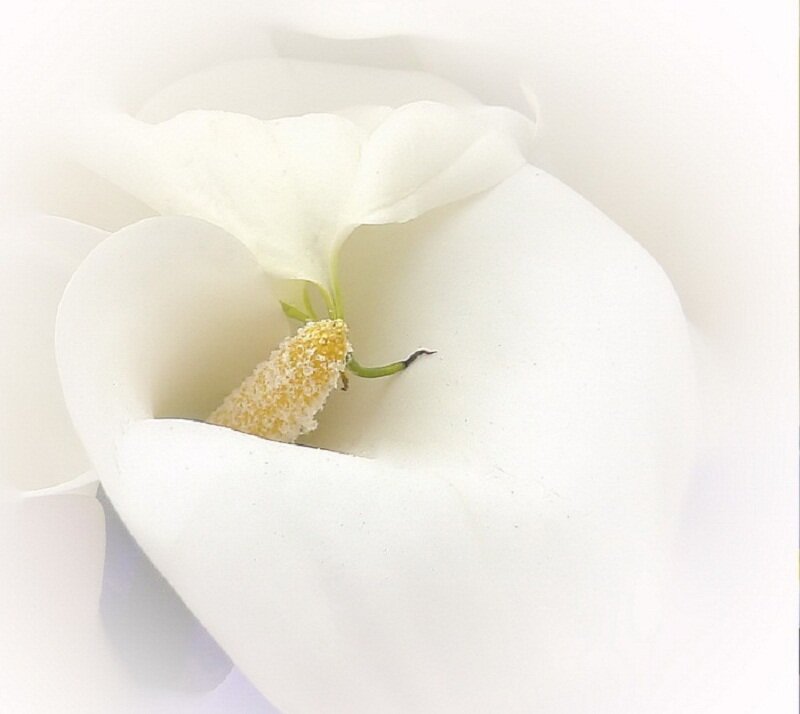 White Calla Lily Flower — Serene, Photograph