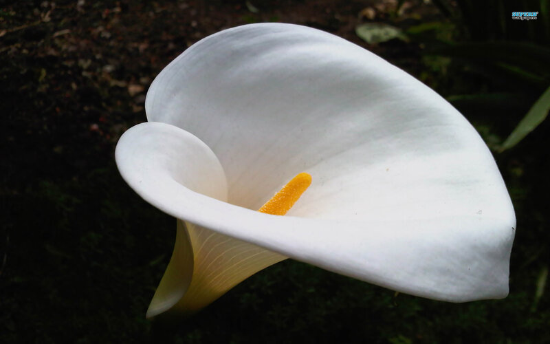 White Calla Lily Flower — Serene, Photograph, Yellow Spadix, Dark Soil