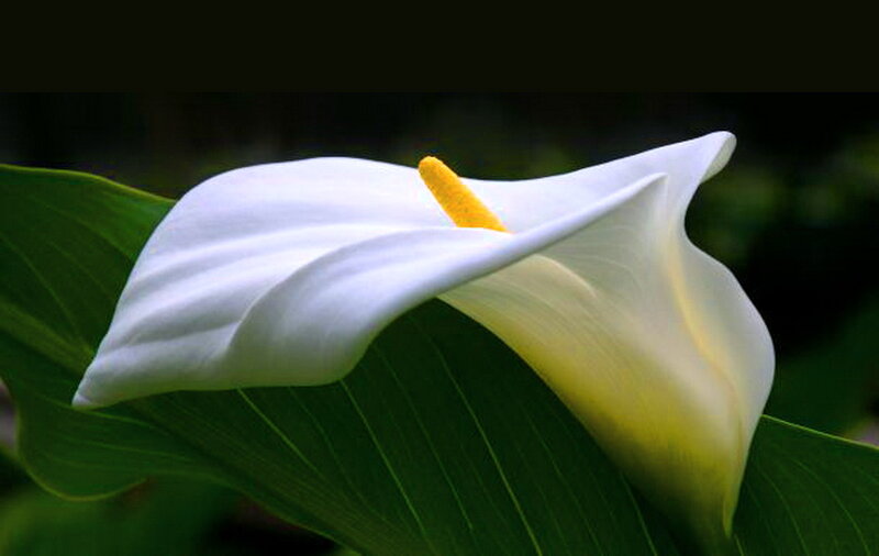 White Calla Lily Flower — Serene, Photograph, Yellow Spadix, Green Leaf