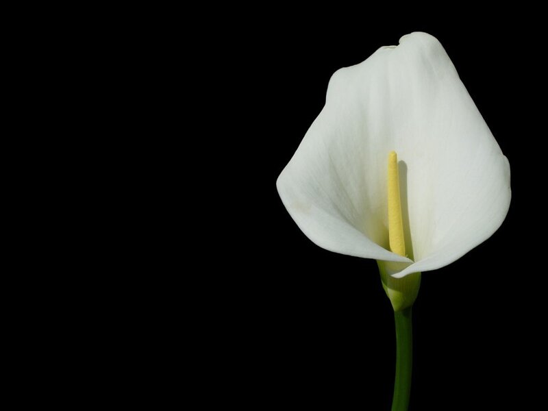 White Calla Lily Flower — Serene