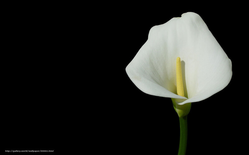 White calla lily flower