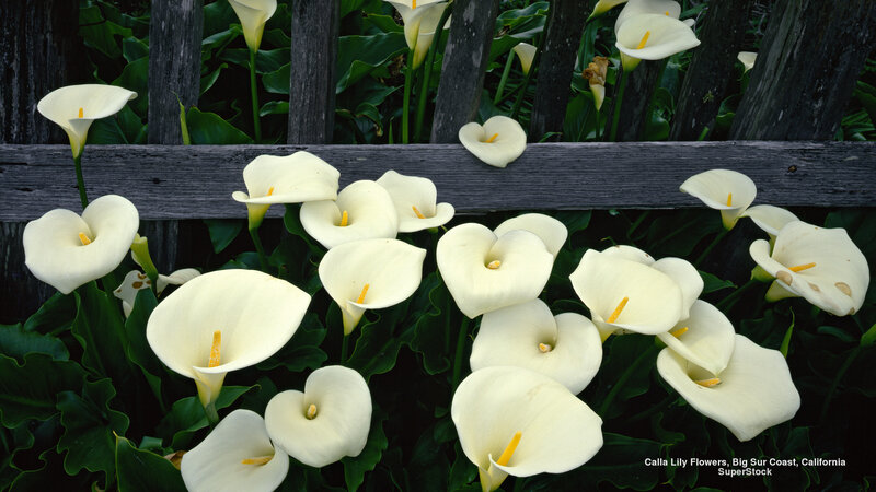 White Calla Lily Flowers