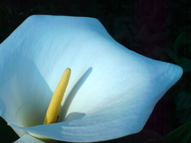 White calla lily in bloom