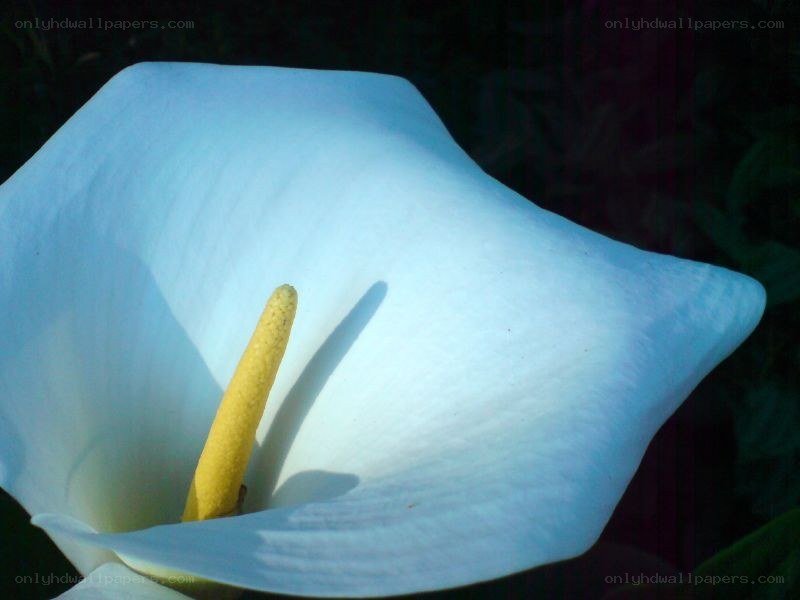White calla lily in bloom