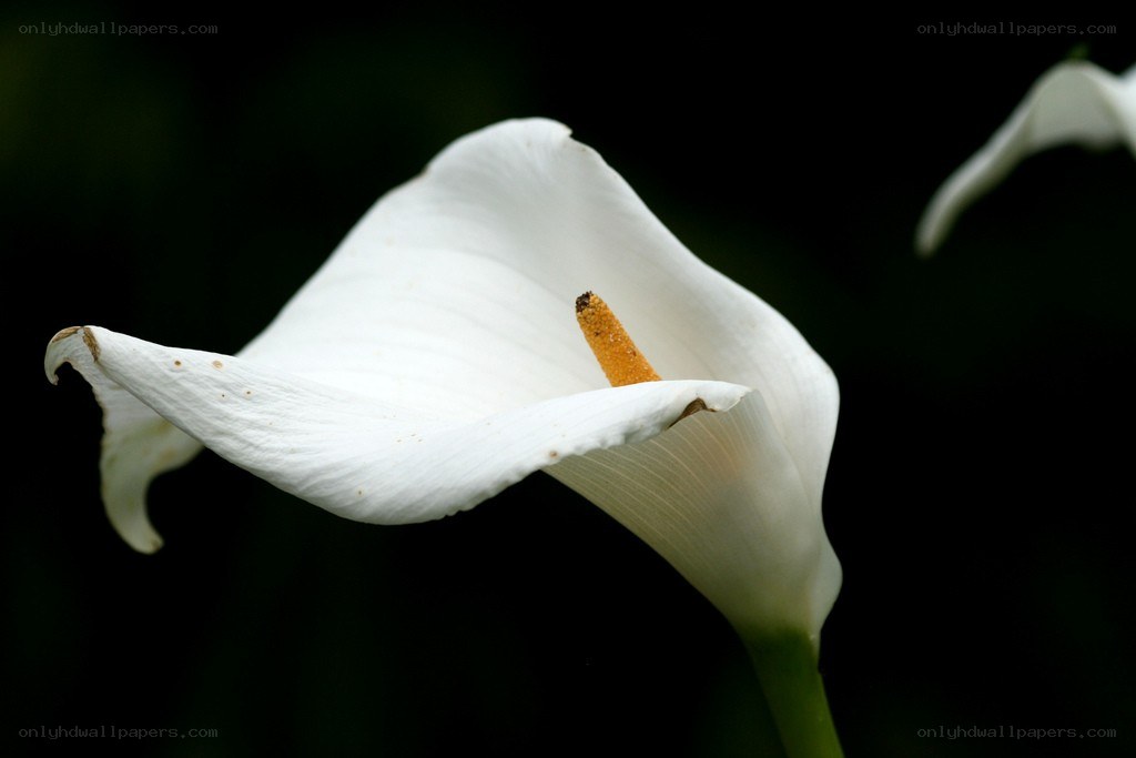 White calla lily in bloom