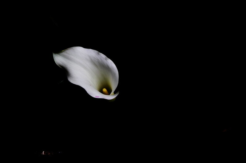 White calla lily in darkness