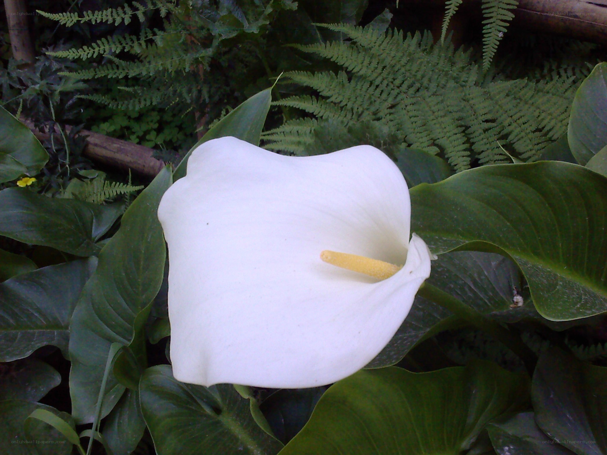 White calla lily in foliage