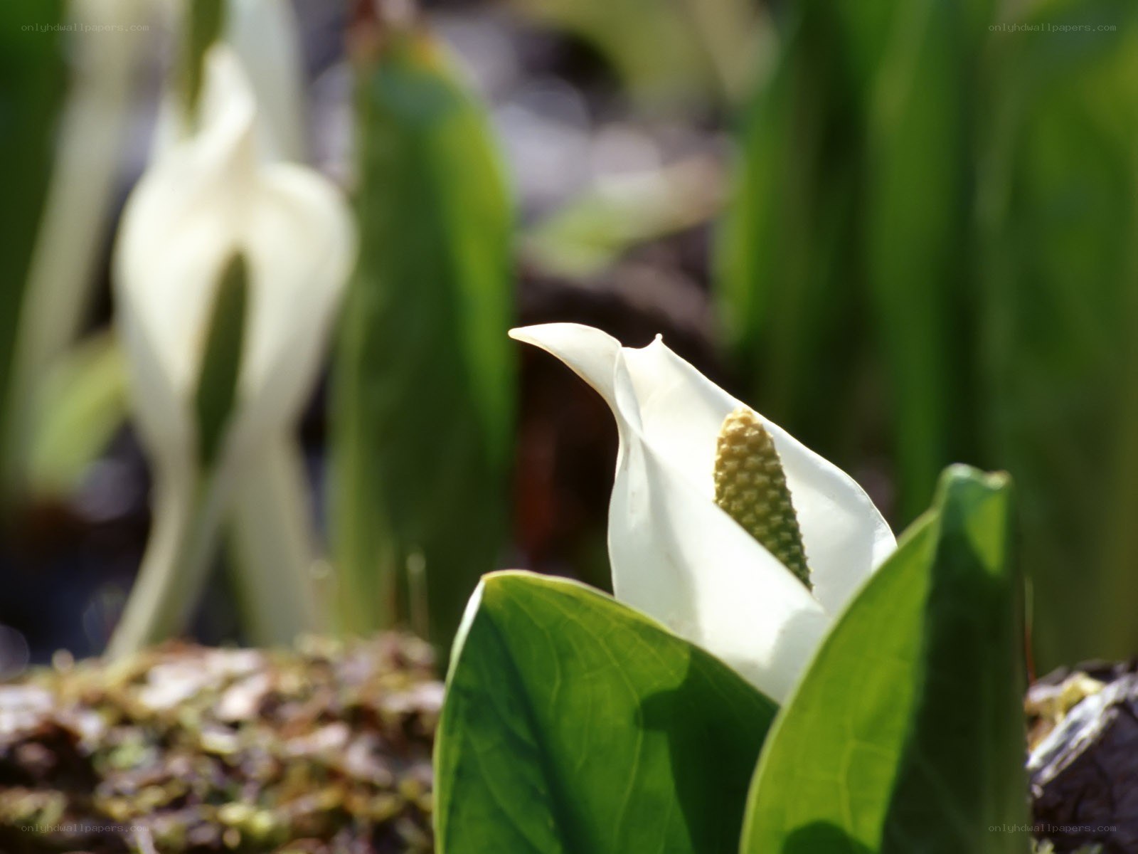 White calla lily in garden