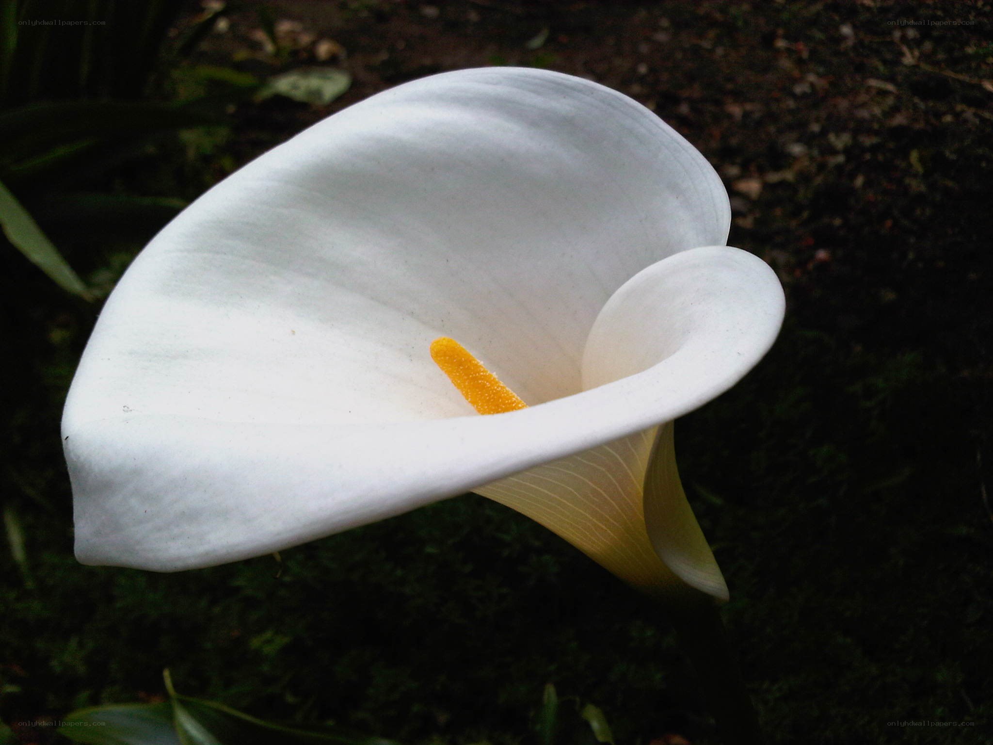 White calla lily in garden