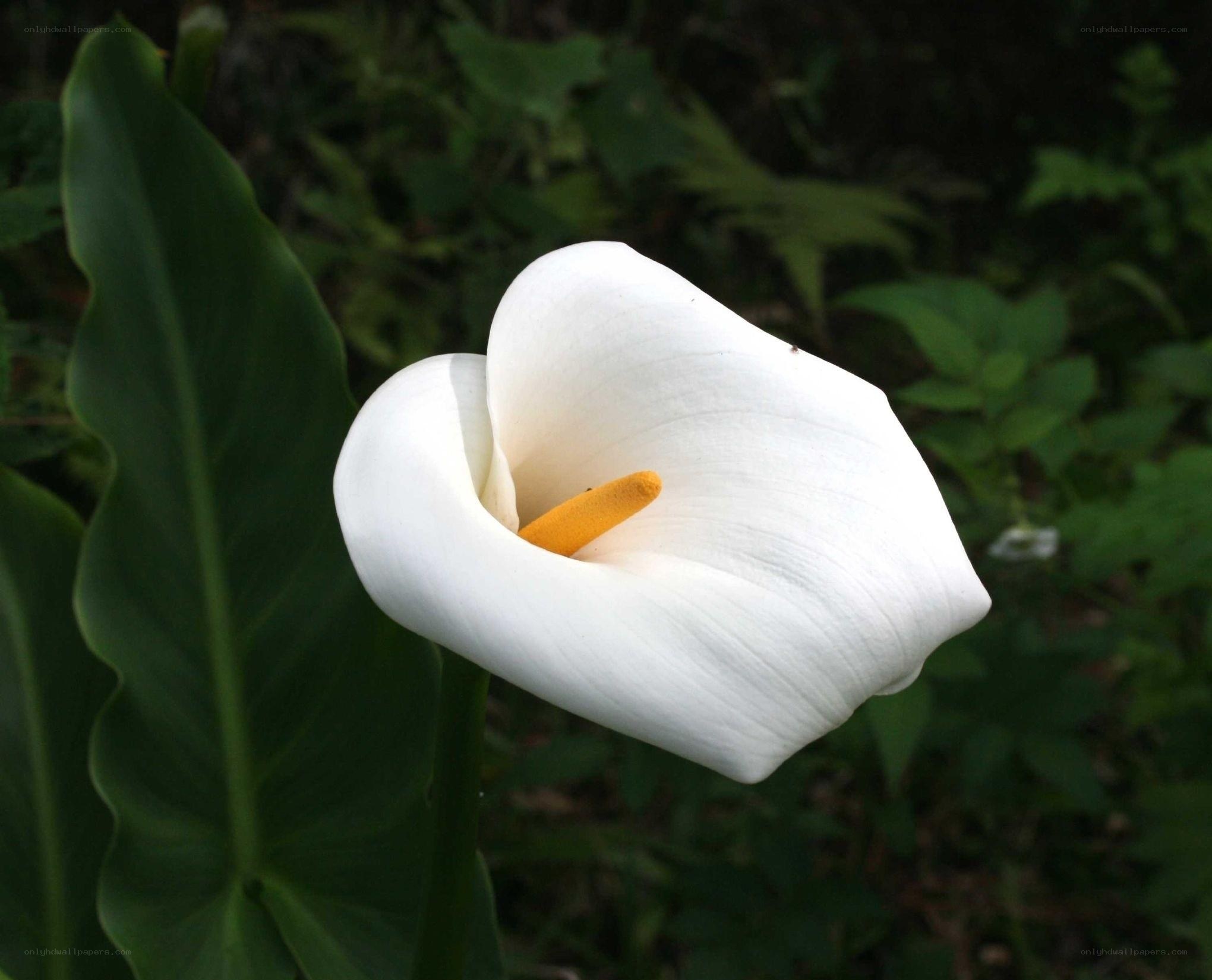 White calla lily in garden