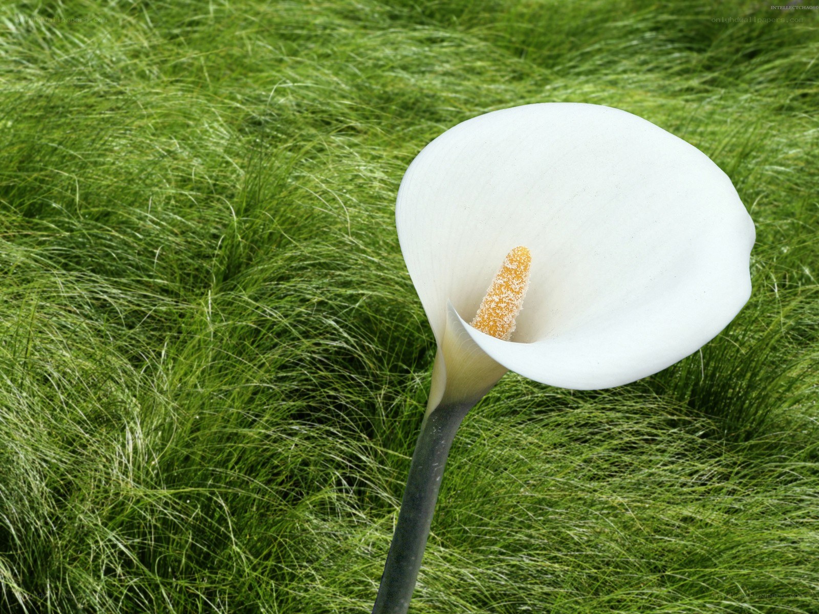 White calla lily in grass