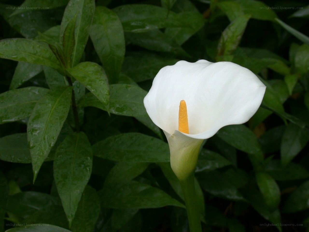White calla lily in green foliage
