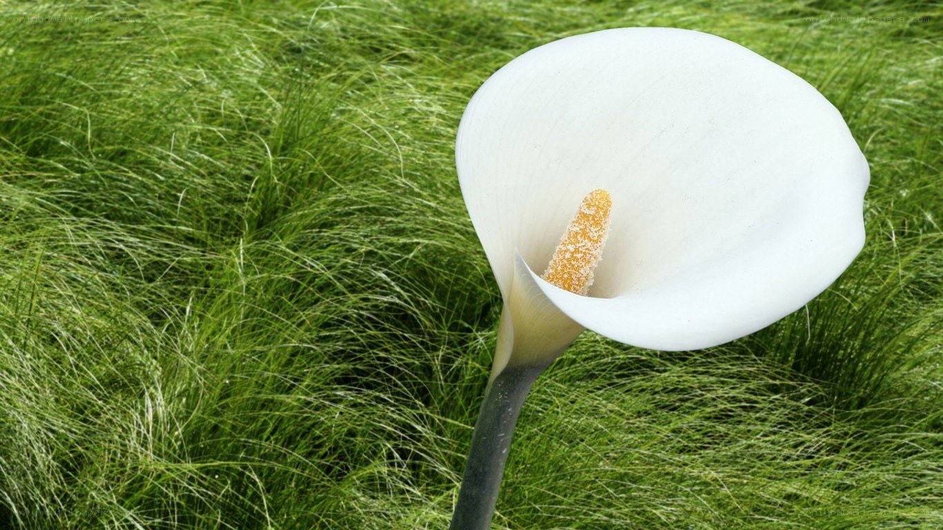 White calla lily in green grass