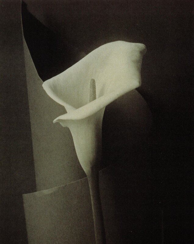 White calla lily in shadow