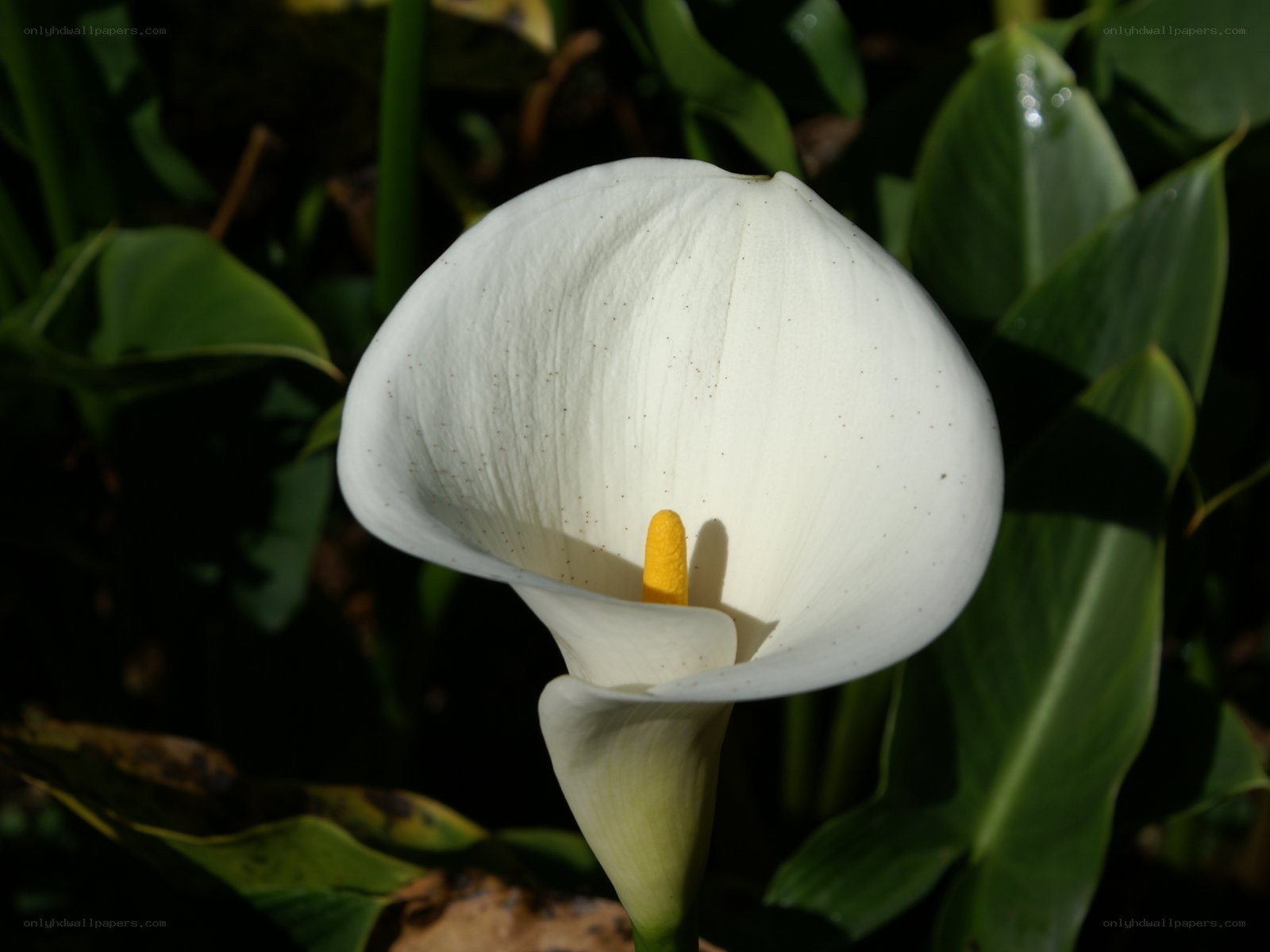 White calla lily in sunlight