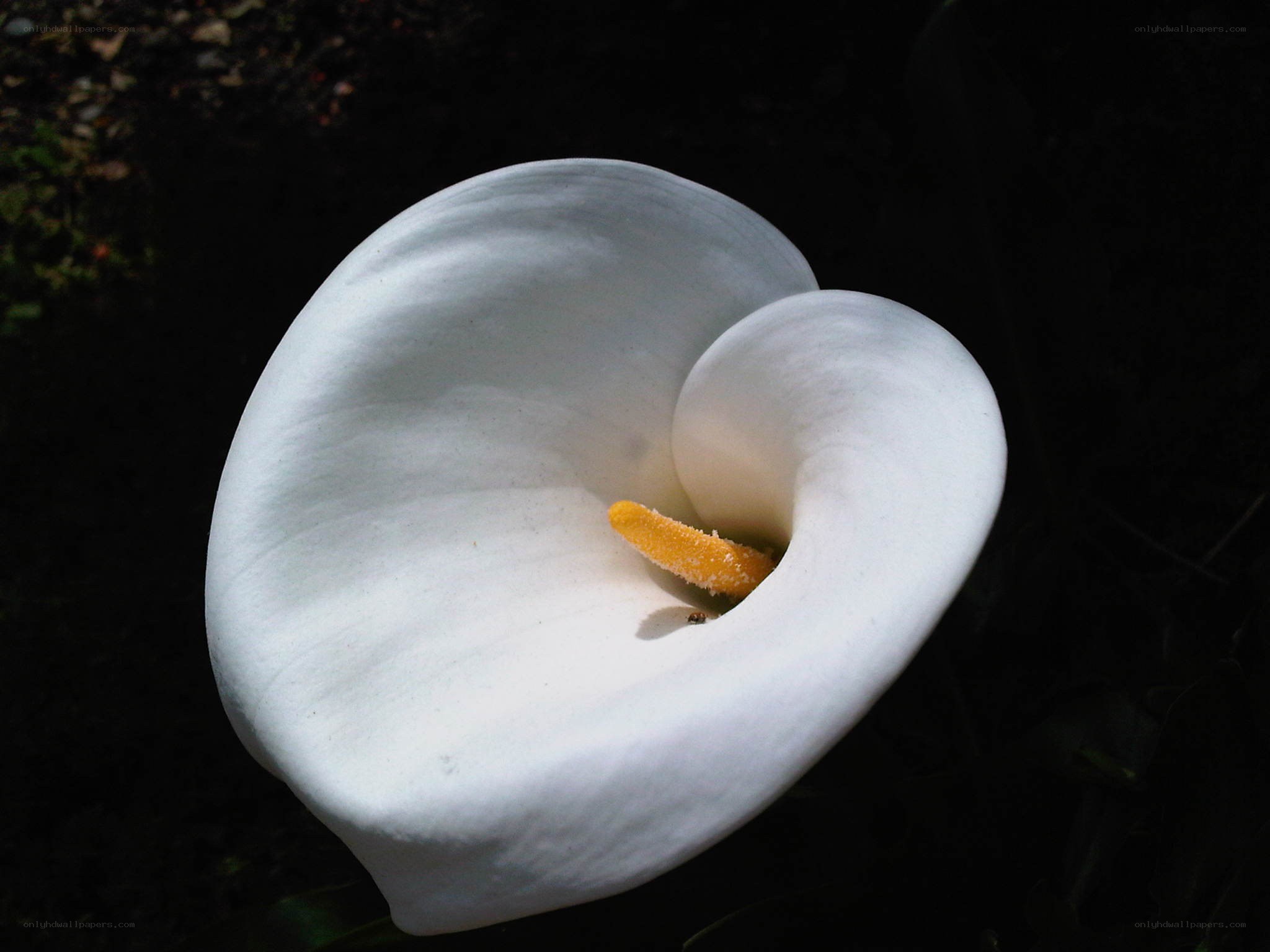 White calla lily in sunlight