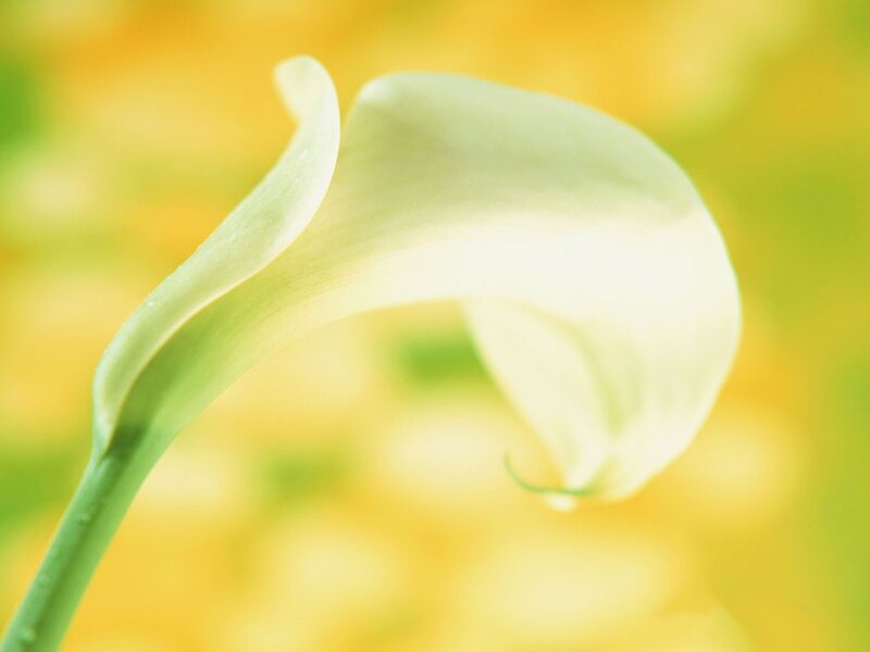white calla lily in sunlight
