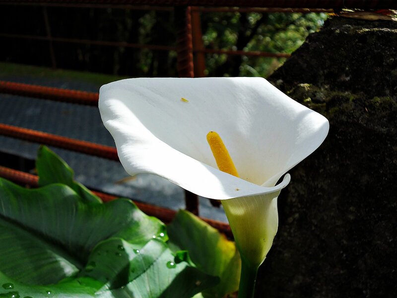White calla lily in sunlight