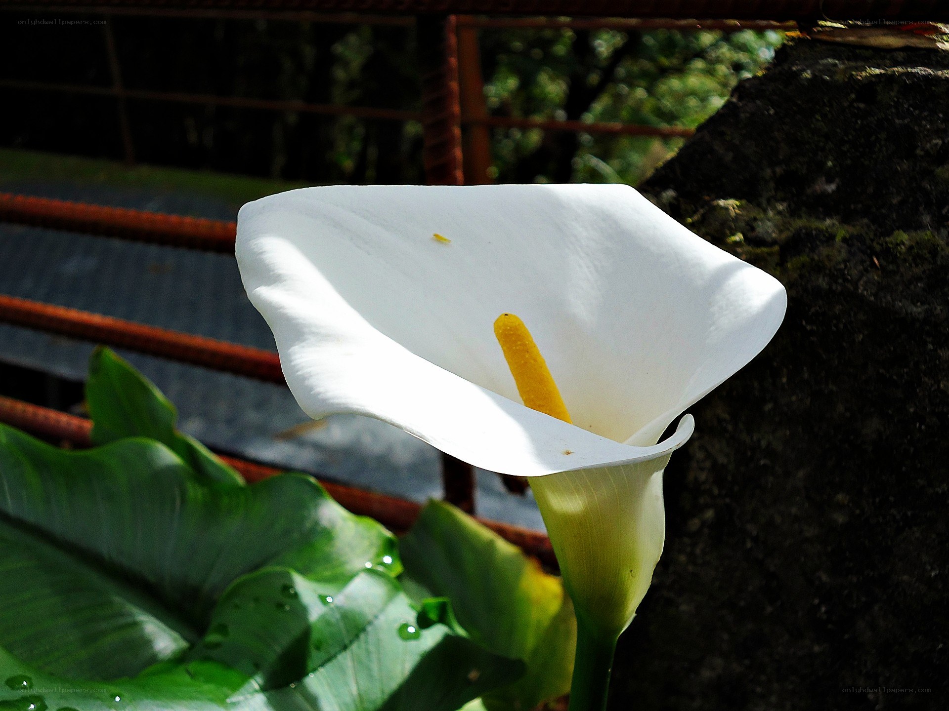 White calla lily in sunlight