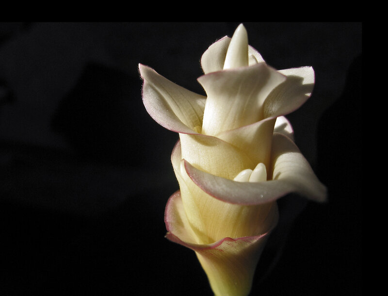 white calla lily in sunlight