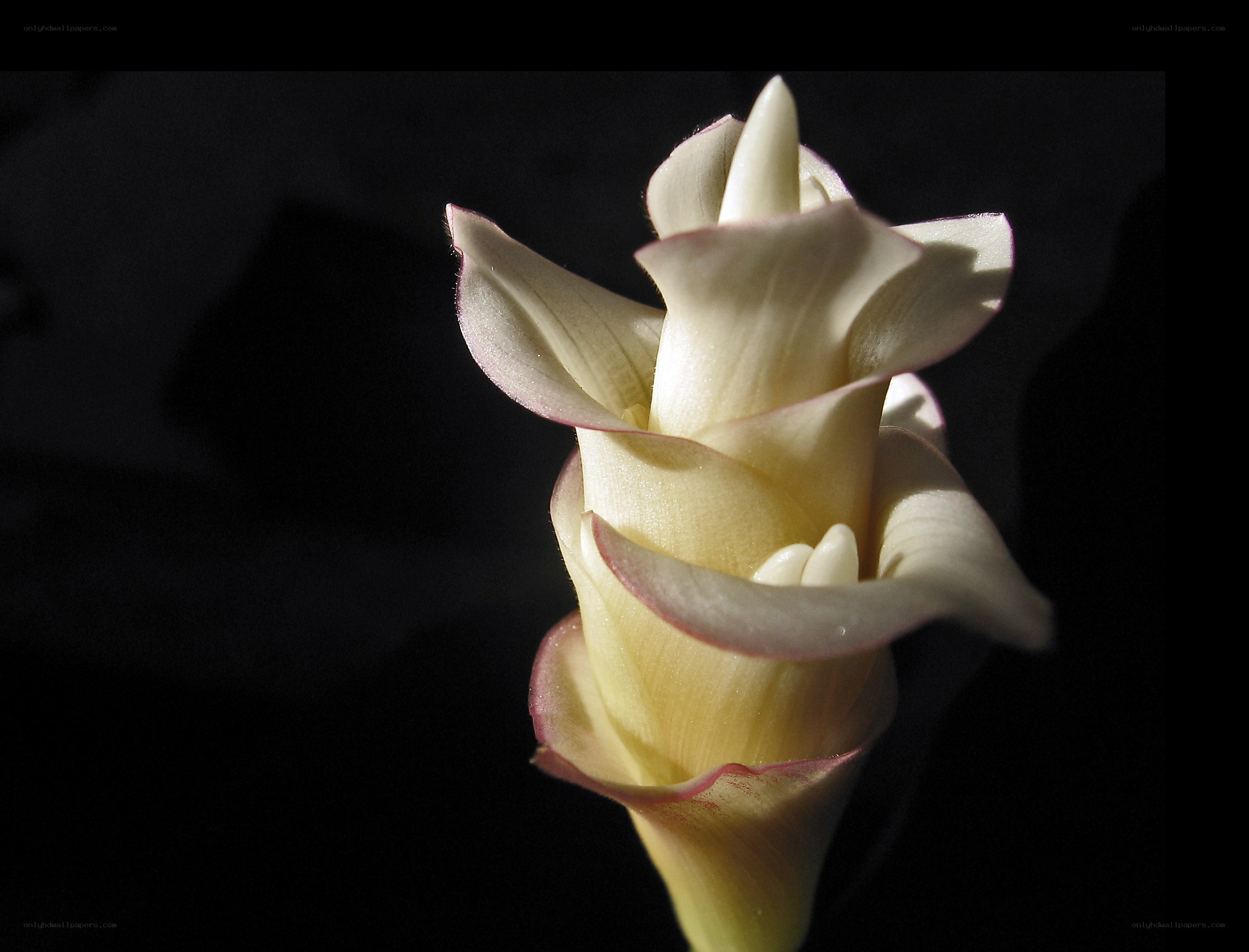 white calla lily in sunlight