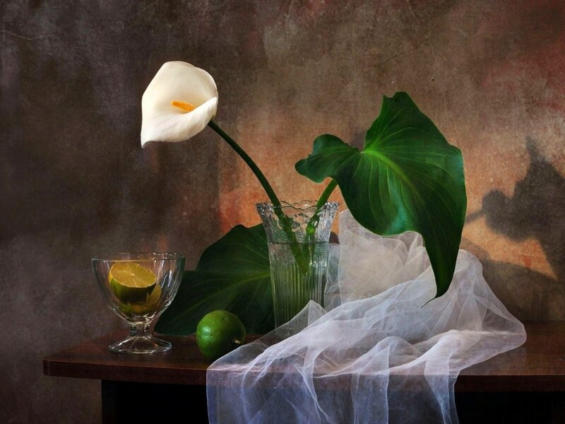 White Calla Lily in Vase — Brown, Serene