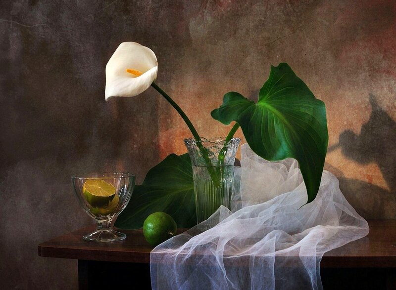 White Calla Lily in Vase — Brown