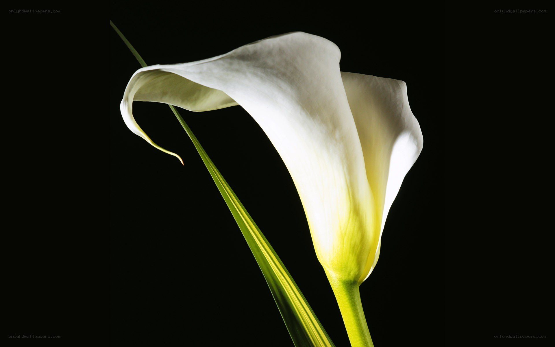 White calla lily on black