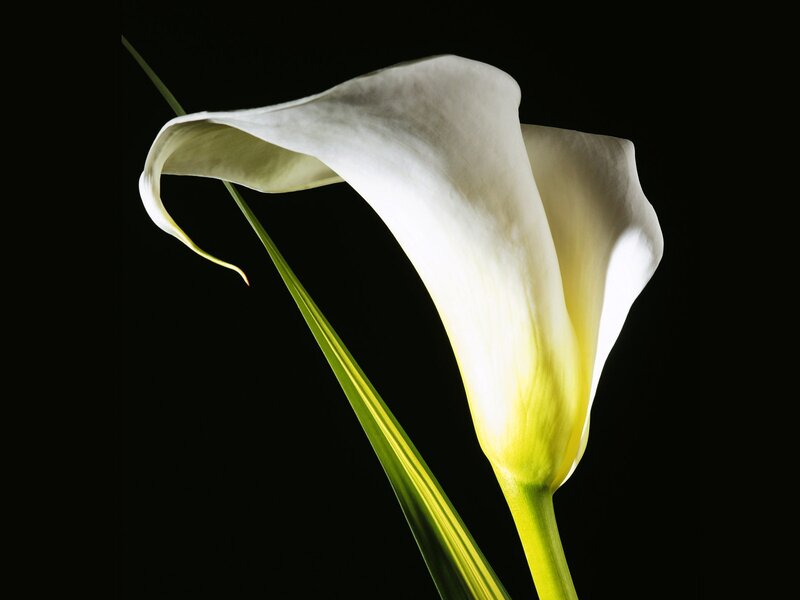 White calla lily on black background
