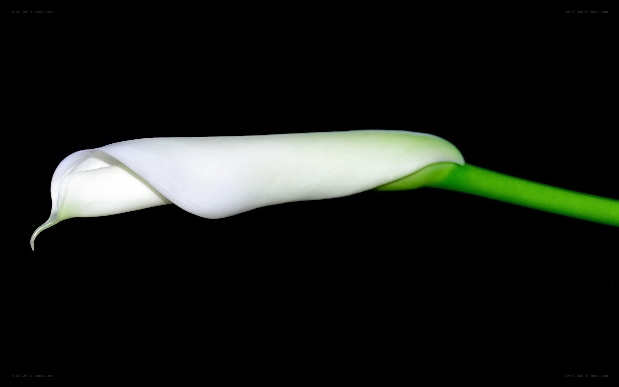 White calla lily on black background