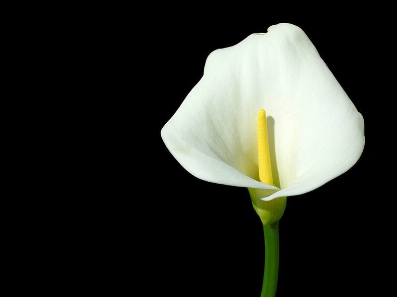 White calla lily on black background