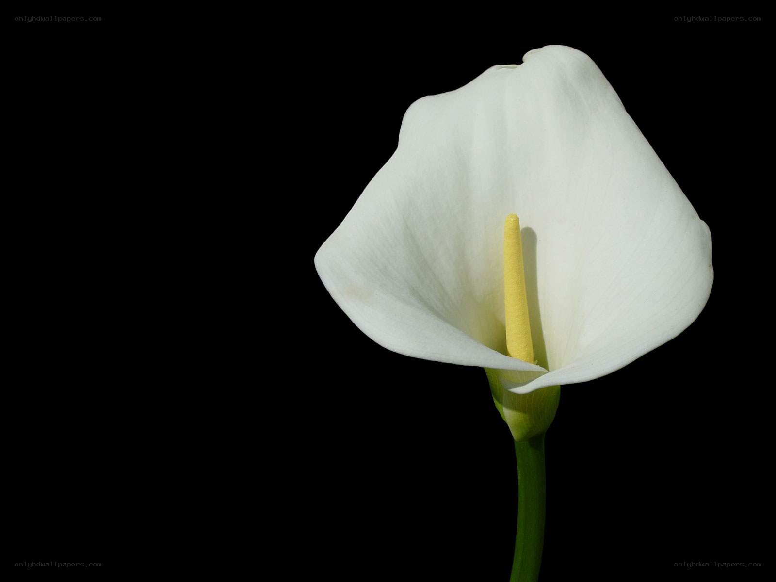 White calla lily on black background