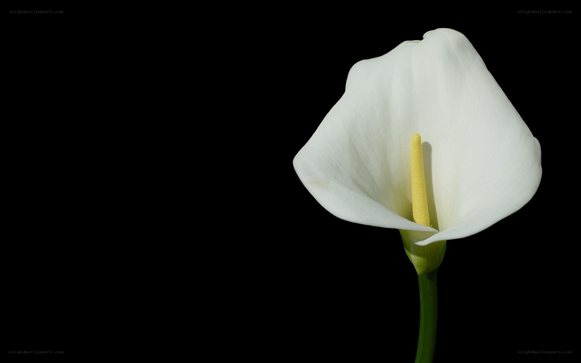White calla lily on black