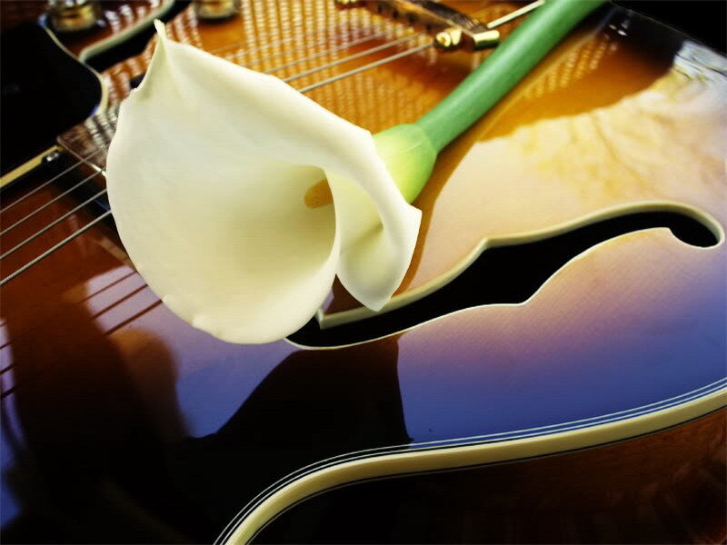 White calla lily on guitar