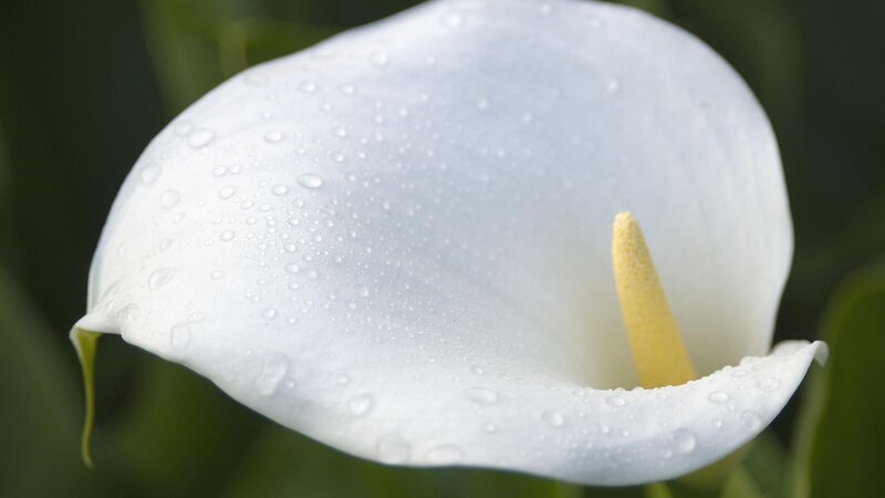 White calla lily with water droplets