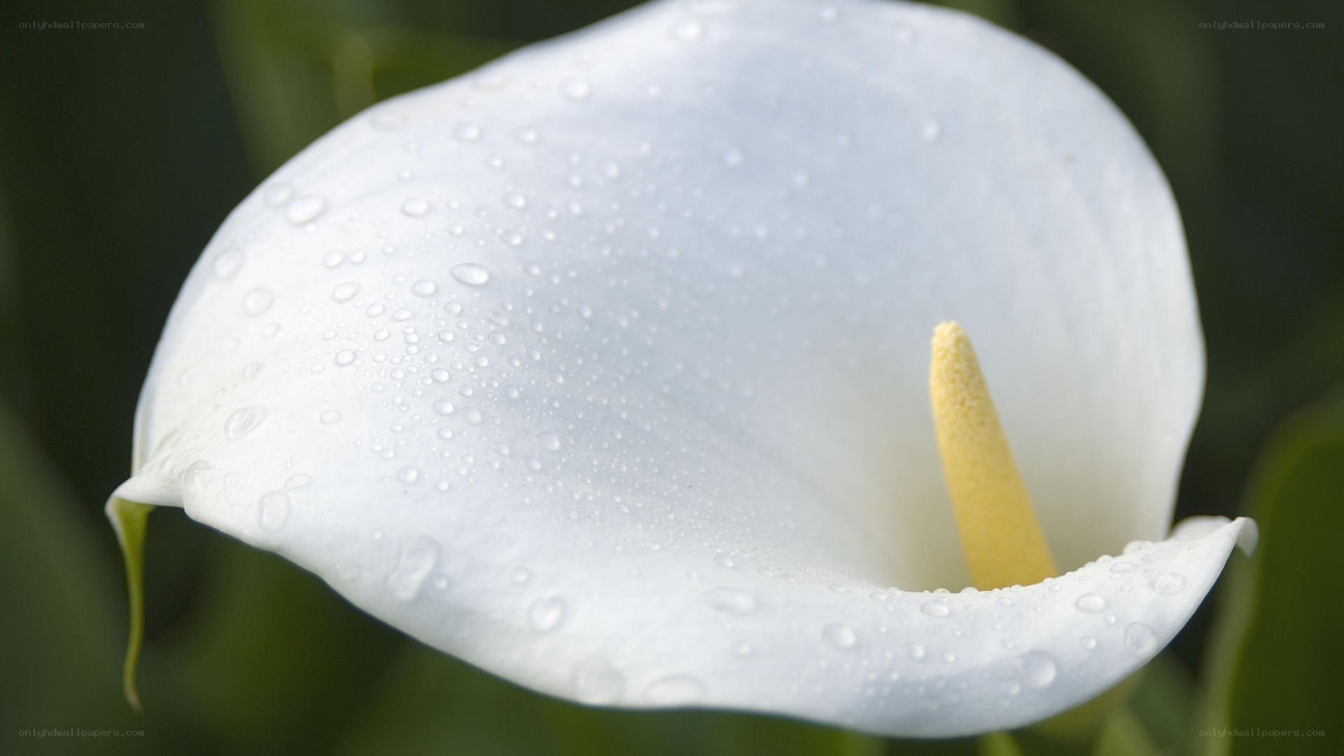 White calla lily with water droplets