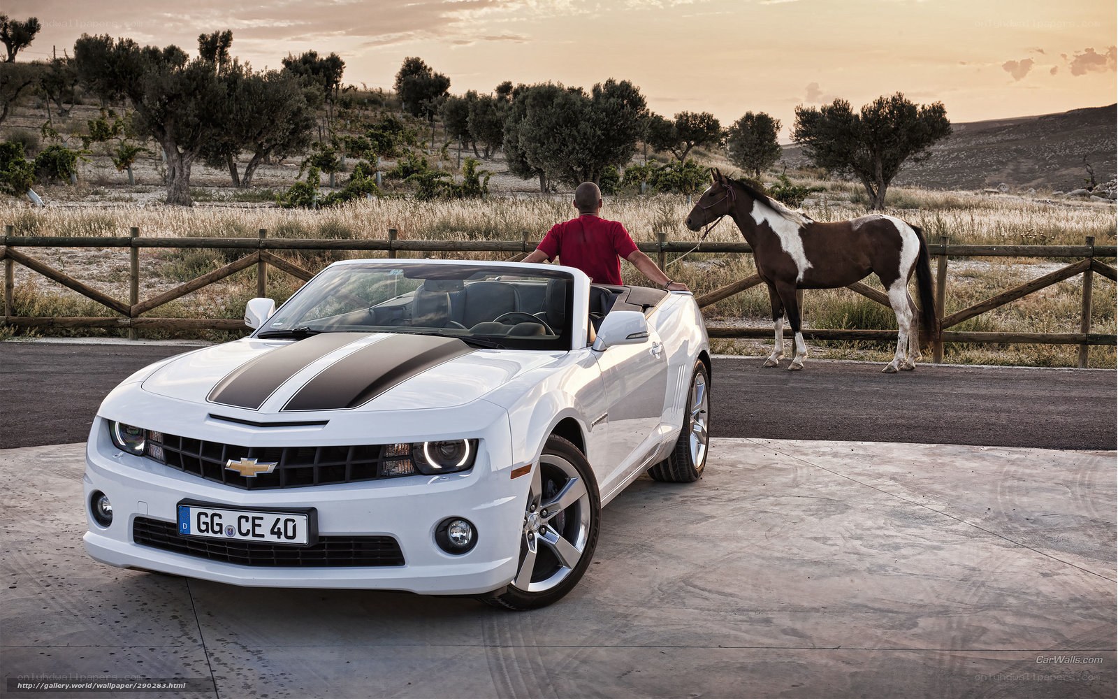 White Camaro with horse