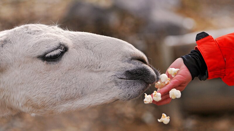White Camel Eating Popcorn