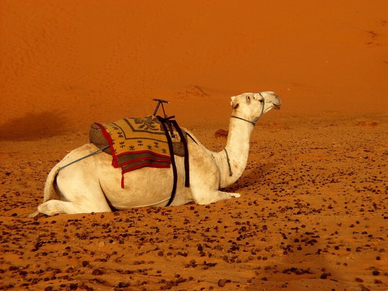 White Camel in Desert