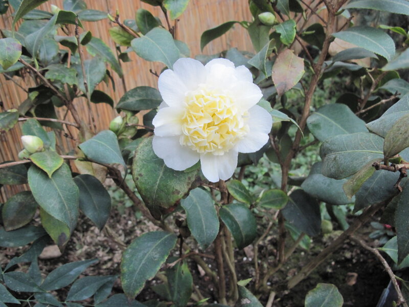 White Camellia Flower — Calm, Photograph, Green Leaves