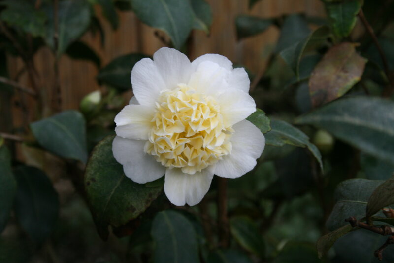 White Camellia Flower — Calm, Photograph