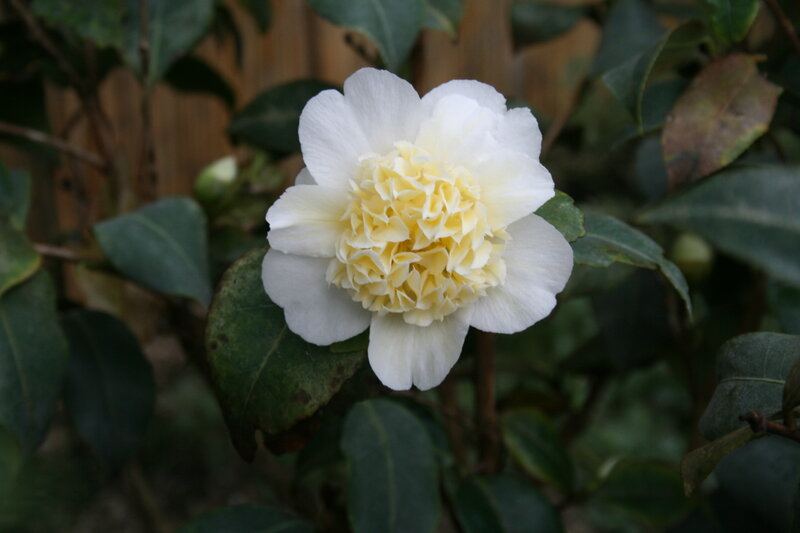 White Camellia Flower — Calm
