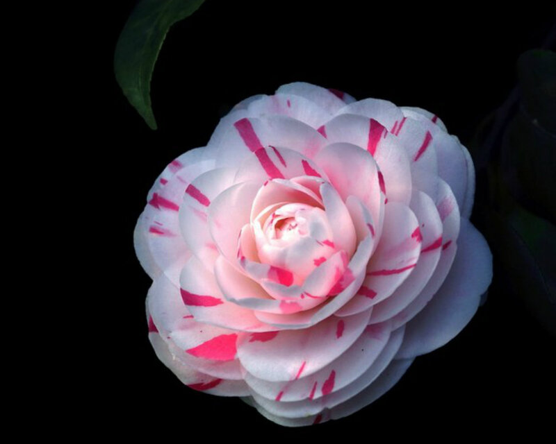 White Camellia Flower — Dramatic