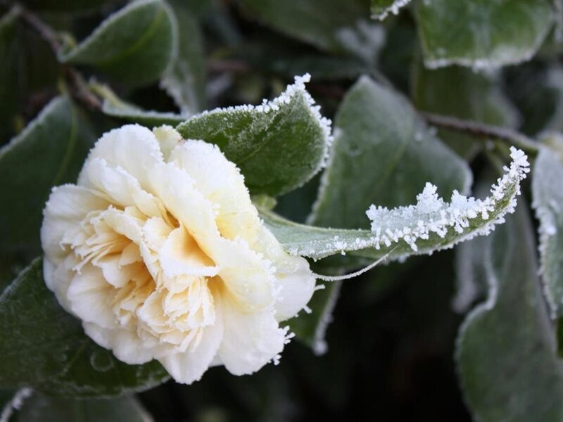 White Camellia Flower — Green, Calm