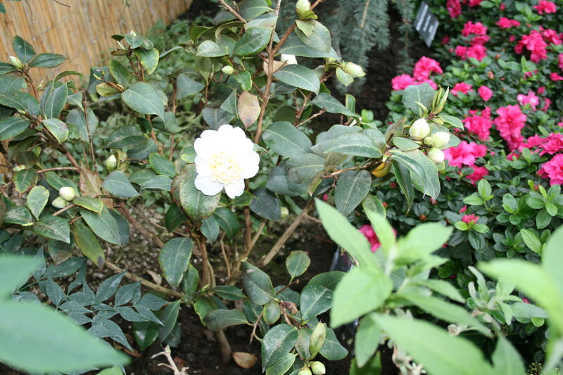 White Camellia Flower — Green, Serene
