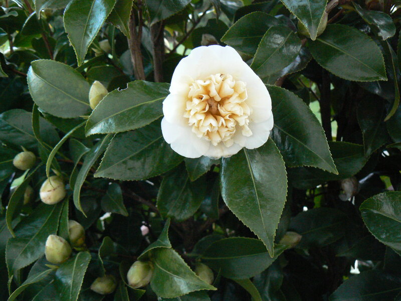 White Camellia Flower — Green