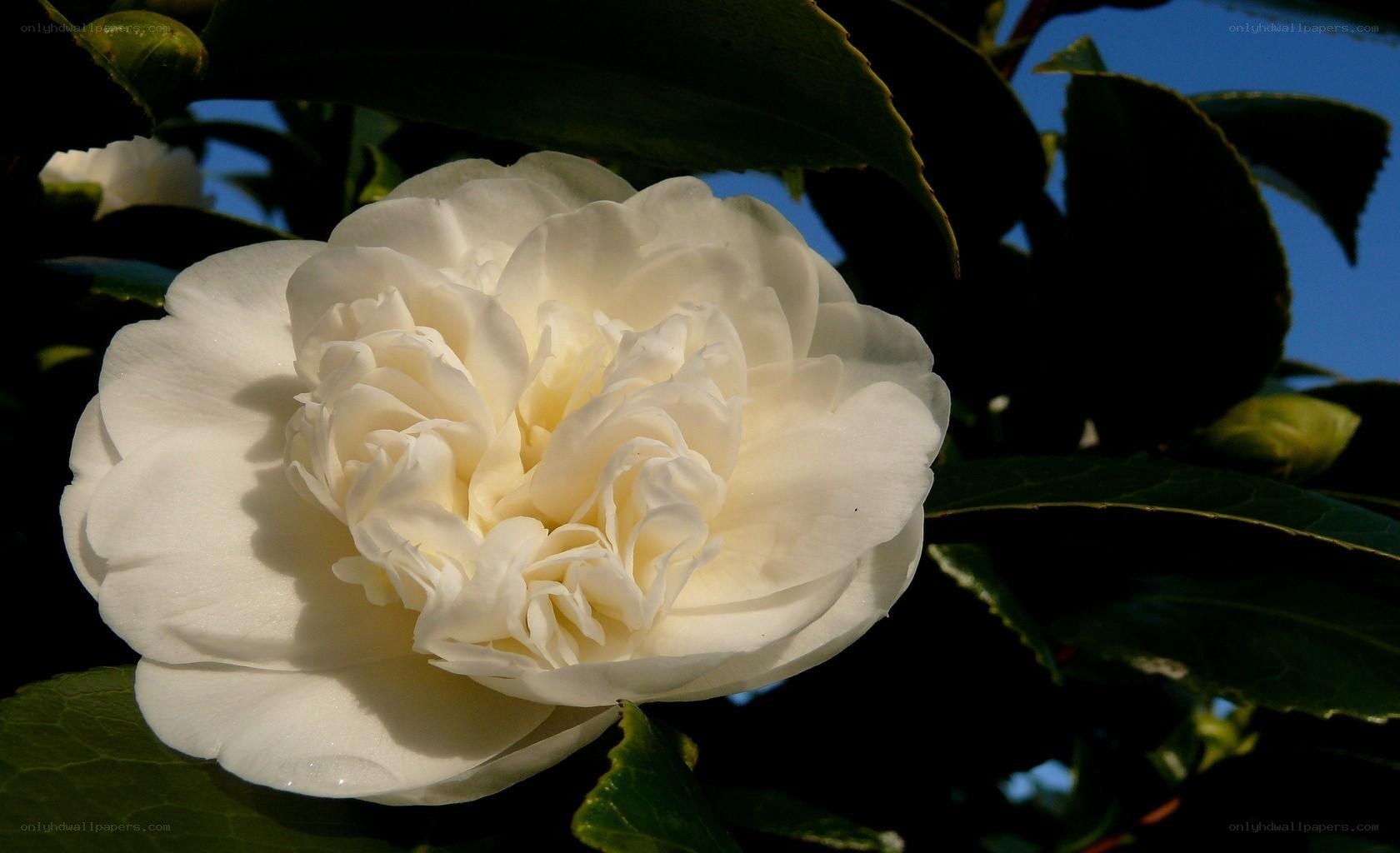 White camellia flower in bloom