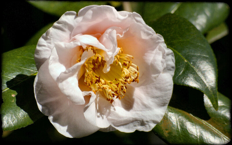 White Camellia Flower — Serene, Afternoon