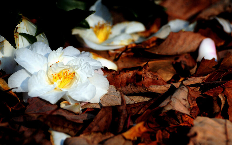 White Camellia Flower — Serene, Autumn